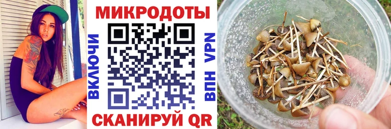 Купить  Сковородино  Галлюциногенные грибы Cubensis 